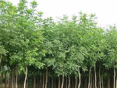 河南白腊价格_河南白腊价格供货商_供应河南白腊价格_河南白腊价格价格_鄢陵隆兴苗业