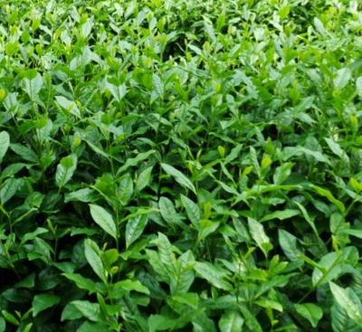 苗圃茶叶茶苗-乌牛早茶苗