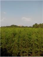 黄山栾树-凌家园苗业种植基地|全球花木网提供