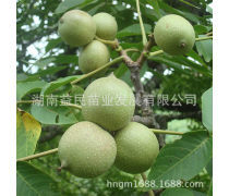 很香树苗产品信息