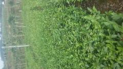大白_大白供货商_供应名山福鼎大白豪茶苗价格优惠_大白价格_四川惠农苗业