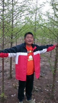【南通水杉,湖南水杉,武汉水杉信息供应|红榉树,栾树,朴树,水杉,池杉,落雨杉,香樟,乌桕,无患子,枫杨,枫香句容兄弟苗业基地商铺