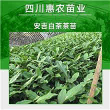 绿茶茶苗图片/绿茶茶苗样板图