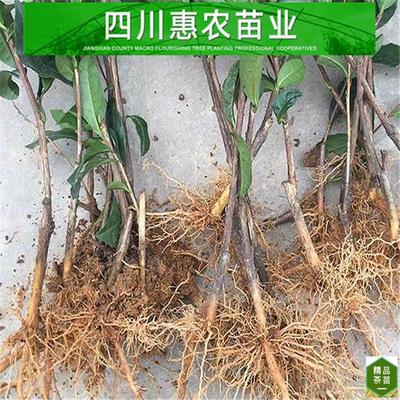 紫娟-紫鹃茶苗-重庆茶苗-新品种