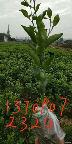 水果苗业