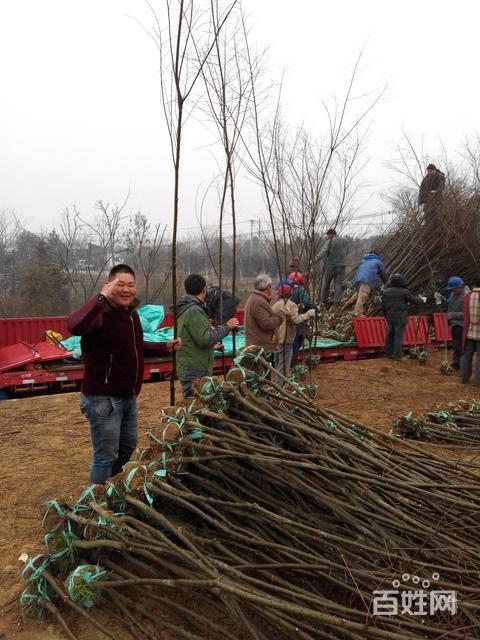 句容茅山镇凌家园苗业种植基地
