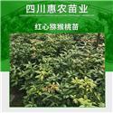 东营奇异果果脯批发