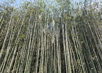 刚竹多少钱一棵?2020年刚竹价格最新行情预测