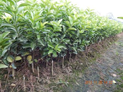 供应皇帝柑树苗 茂谷柑树苗 沙糖桔果苗 果树苗批发 泗水苗业
