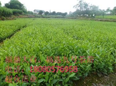 陕西茶苗、汉中茶苗、陕西茶叶茶树苗