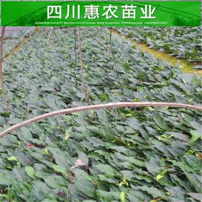 茶苗繁育基地 高品质乌牛早茶苗价格