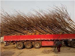 红榉树小苗价格-凌家园苗业种植基地|全球花木网提供