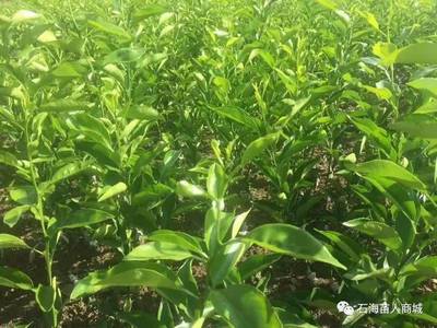 僰王山这个地方好安逸,有茵红李、沃柑、不知火、翠冠梨等果苗,还免费提供技术!