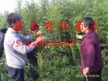 东红欧洲白蜡速生白蜡3号小苗找庆云雪松苗业|绿化小苗|绿化苗木|供应信息|597苗木网