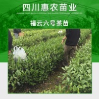 【四川惠农苗业】 主营:黄金茶苗/茶苗_四川惠农苗业