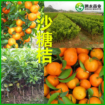 皇帝柑果苗 皇妃贡柑树苗 柑树苗 外形靓丽 肉脆化渣