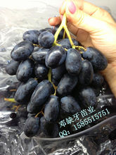 葡萄苗批发 湖南果苗 葡萄种苗 特脆 无核 美国黑提子苗_产品详情