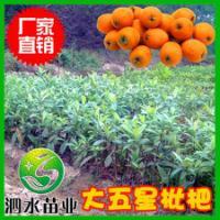 大五星枇杷产品图片|图片大全|图片库