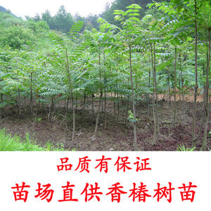 三年生 红油香椿树苗 庭院种植 阳台族的首选 浙江仙居应氏苗业优惠价13.00-25.00元,红油香椿树苗精心为您挑选-麦尔网购导航-网购宝