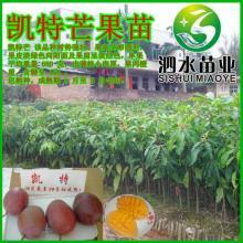 广东芒果苗_广东芒果苗批发_广东芒果苗价格_一呼百应原材料采购商城