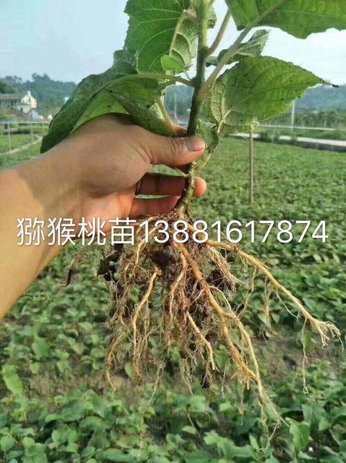 哪家强 湘阴猕猴桃苗批发,中茶302茶苗价格