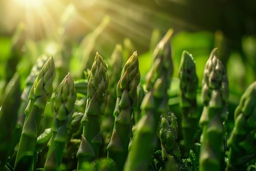 美味绿色食品蔬菜芦笋图片摄影图 广告素材 下载至来源处