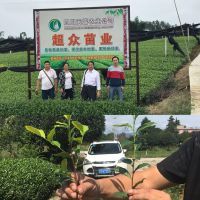 供应湖南茶苗基地、湖南茶叶苗、湖南良种茶苗