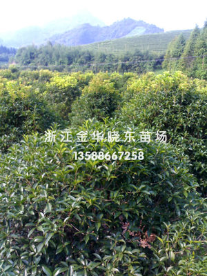 【桂花供应|1550cm移栽香泡、P200500cm桂花、810cm合欢、10100cm移栽香樟浙江金华晓东苗业商铺
