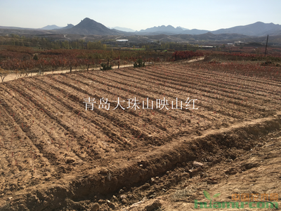 【映山红小苗供应60-80公分工程绿化映山红3-5年苗价格1元,山东青岛货源供应|映山红床苗,映山红小苗,映山红盆栽,映山红下山桩青岛大珠山映山红苗业发展商铺