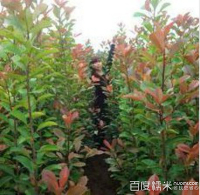 园林苗木(商都路店)团购_中牟县其他生活服务_糯米郑州站