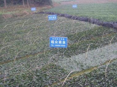 苗圃基地图片