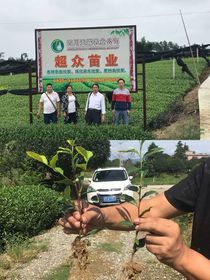 公司介绍-雅安市名山区超众苗木种植农民合作社