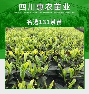 名选131茶苗图片