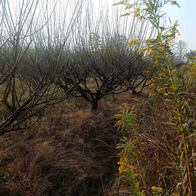 天壤苗业出售梅花 落叶小乔木 小区绿化 树形优美 风景树 现挖现卖
