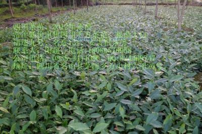 四川茶苗、湖北茶苗_主营产品_雅安市名山县超众苗业合作社