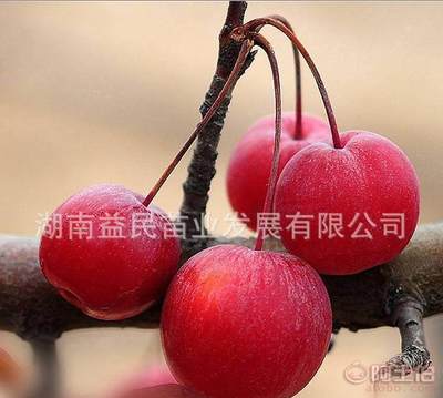 【益民苗业果树苗蜜批发销售盆栽嫁接果苗冬红果苗芭蕾小苹果苗长寿果苗】 - 产品库