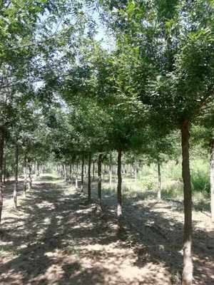 25公分行道皂角树 庭荫绿化皂荚树 苗圃嫁接苗木 天壤苗业