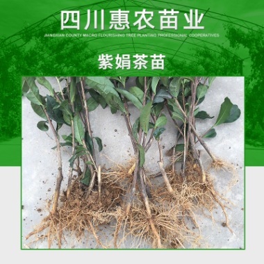 四川惠农苗业供应紫娟茶苗 新品种大叶紫娟茶树苗 杂交茶苗木