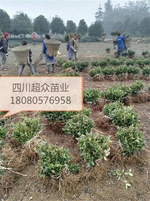 株洲茶苗批发---张家界茶苗--白毫早茶苗