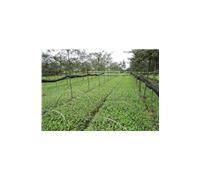 批发茶苗,四川茶树苗,茶树苗价格四川惠农苗业产品供应第1页