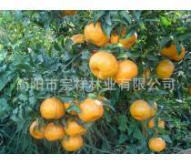 碰柑树苗产品信息