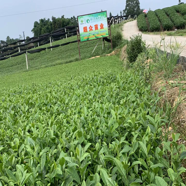 蒙山9号茶苗,四川大叶种茶苗