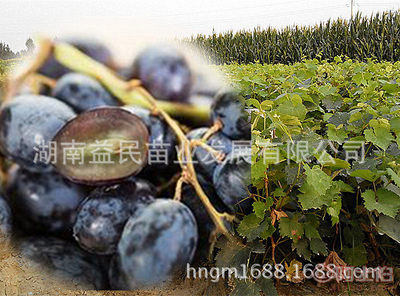 【益民苗业葡萄苗批发湖南果苗葡萄种苗特脆无核葡萄树苗美国黑提子苗】 - 产品库