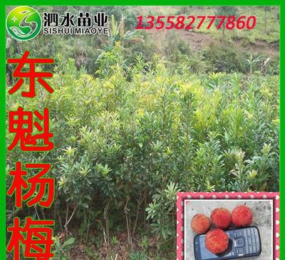 【东魁杨梅嫁接种苗 果大肉厚口感超好 广西优质果树苗木批发】价格_厂家_图片 -