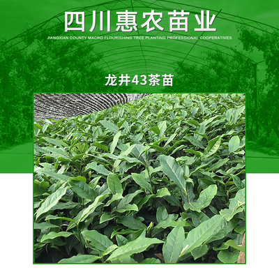 雅安市龙井43茶苗批发商-2020年茶苗-龙井43茶苗