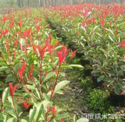 园林苗木(商都路店)团购_中牟县其他生活服务_糯米郑州站