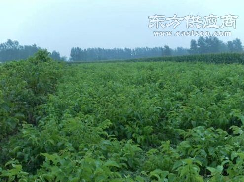便宜核桃苗 核桃苗 九州苗业图片