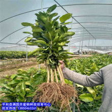 灵山县环球苗业公司