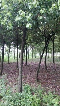 【江苏香樟,湖南香樟,贵州香樟供应|红榉树,栾树,朴树,水杉,池杉,落雨杉,香樟,乌桕,无患子,枫杨,枫香句容兄弟苗业基地商铺