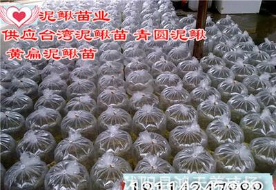 【烟台泥鳅鱼苗龙虾苗价格包技术包回收】价格_厂家_图片 -